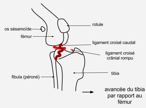 La Rupture Du Ligament Crois Cr Nial Chien